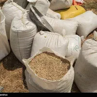 گندم گونی گرفته