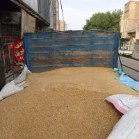 گندم|لوازم جانبی حیوانات|قم, دروازه ری|دیوار