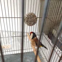 سهره نشون داربخون