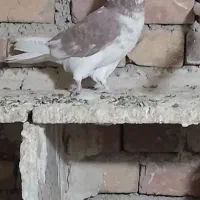 گرگی کاکولی|پرنده|ارومیه, |دیوار