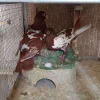 باسلام یک جفت مولینزسرخ