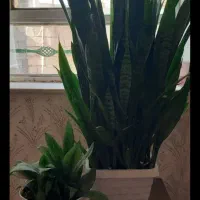 کاکتوس و گل|گل و گیاه طبیعی|شاهین دژ, |دیوار