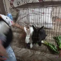 خرگوش