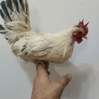 خروس مینیاتوری