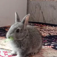 خرگوش خونگی|موش و خرگوش|لنجان, |دیوار