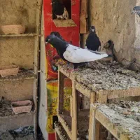 کبوتر سینه ای .کله ای.دم قهوه ای|پرنده|نهاوند, |دیوار