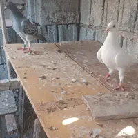 کبوترپلاکی