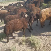 فروش ۲۰ عدد بره چاق