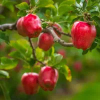 توزیع محدود کود پتاسیم و‌گوگرد فقط با کد ملی