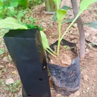 فروش کیسه  پلاستیکی  نشا گیاه