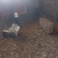 کفتر کبوتر|پرنده|شیروان (خراسان), |دیوار