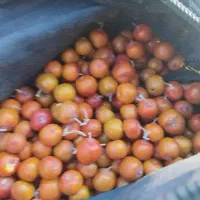 هر کسی تخم مرغ تخم غاز تخم قوغاز تخم بوقلمون سفارش