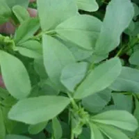 یونجه درجه یک و شلیف گرفته