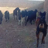 فروش بزغاله نر تیغدر