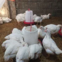 ۲۰عددجوجه گوشتی کیلویی ۲۳۵هزار