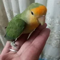 طوطی برزیلی نر صورت زرد