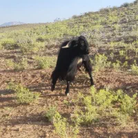 پازن قوچ میش بره کهره