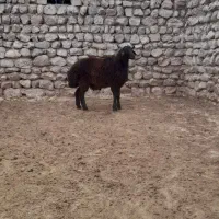 بره قوچ همو قره قزل درجهدیک