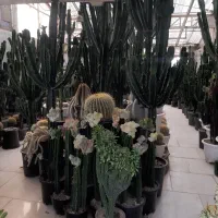 انواع کاکتوس های تزئینی و دکوراتیو|گل و گیاه طبیعی|مشهد, شهرک صنعتی توس|دیوار