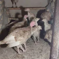 جوجه بوقلمون