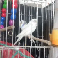 مرغ عشق|پرنده|کرج, کیانمهر|دیوار