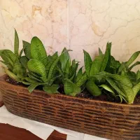 گل سانسوریا پایه کوتاه عرض گلدان ۵۷ سانتی متر