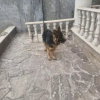 سگ ژرمن شپرد موبلند