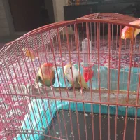 جفت طوطی کوتوله