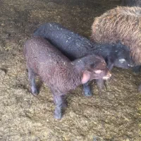 دوعدد بره خوراک خور|حیوانات مزرعه|گرگان, |دیوار