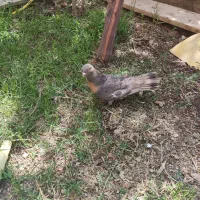 کفتر المانی خارجی پاپر