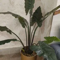 درختچه بابا آدم