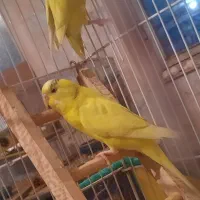 مرغ عشق جفت