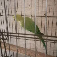 طوطی ماده|پرنده|شوش, |دیوار