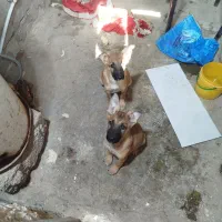 1 جفت توله ژرمن شپرد 3ماهه|سگ|هندیجان, |دیوار