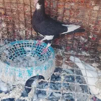 کبوتر نرماده