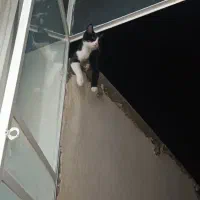 گربه گمشده|گربه|آران و بیدگل, |دیوار