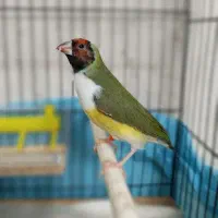 ماده گلدین اماده