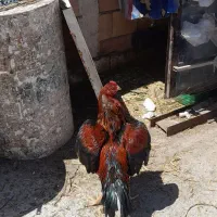 مرغ محلی تخم گزار و خروس لاری