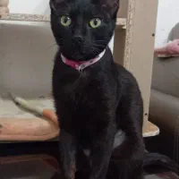 واگذاری رایگان دوتا گربه زیبا