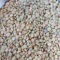 عدسی|عمده‌فروشی|سجاس رود, |دیوار