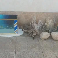 اکواریوم فقط مونده