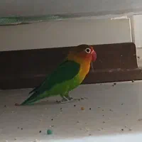 فروش یا معاوضه با دسته روکش دار ps4 با سرانه