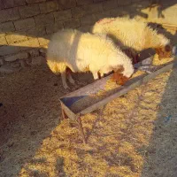 فروش قوچ وبره