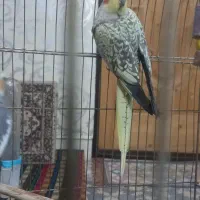 عروس هلندی.ماده