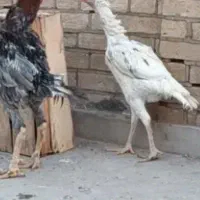 ۵عدد خروس جوان لاری