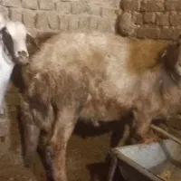 بره قوچ گوسفند میش شیشک|حیوانات مزرعه|ملایر, |دیوار