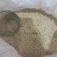 برنج علی کاظمی|خوردنی و آشامیدنی|بیرانوند, |دیوار