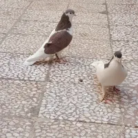 کفتر کلسفید با پلاس