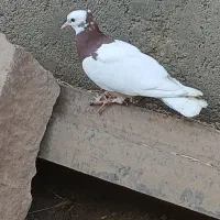 دوتا کفتر فروشی|پرنده|جوین, |دیوار