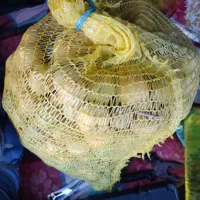 فروش لیمو ترش
